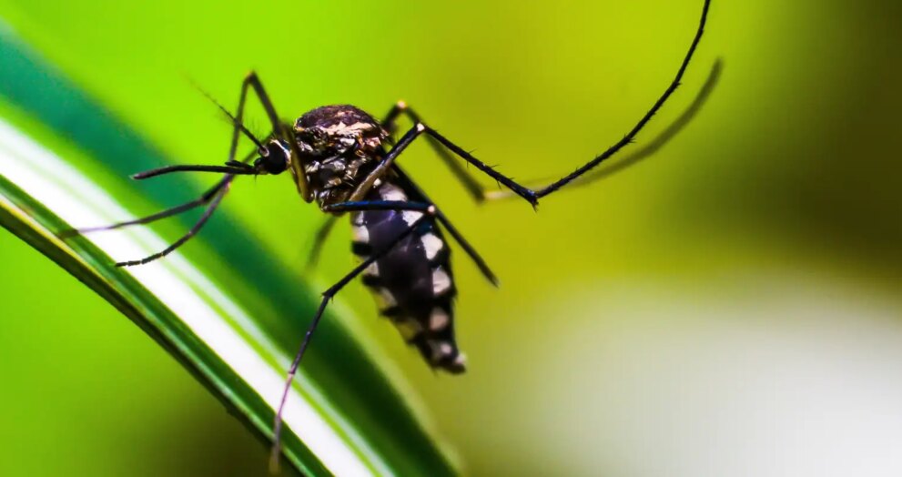 autoridades-de-saude-intensificam-acoes-de-combate-ao-aedes-aegypti