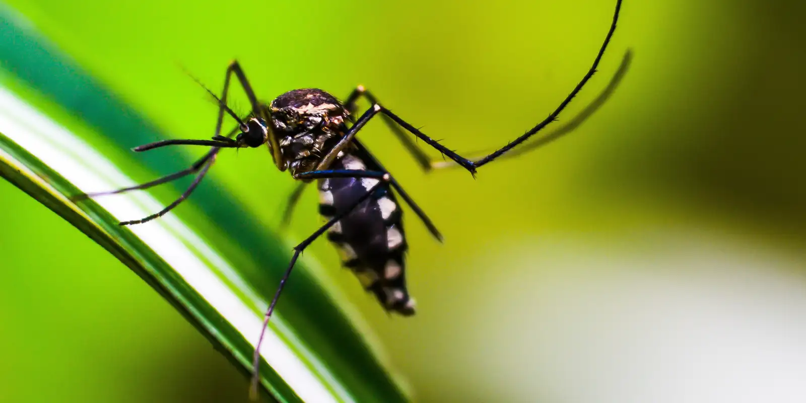 autoridades-de-saude-intensificam-acoes-de-combate-ao-aedes-aegypti