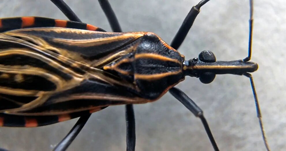 projeto-da-fiocruz-previne-transmissao-vertical-da-doenca-de-chagas