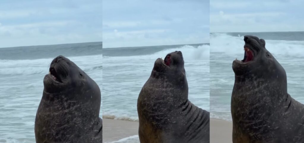 elefante-marinho-aparece-em-praia-no-rio-de-janeiro