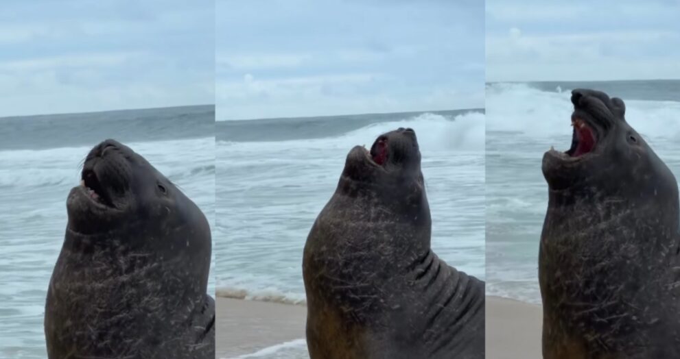 elefante-marinho-aparece-em-praia-no-rio-de-janeiro