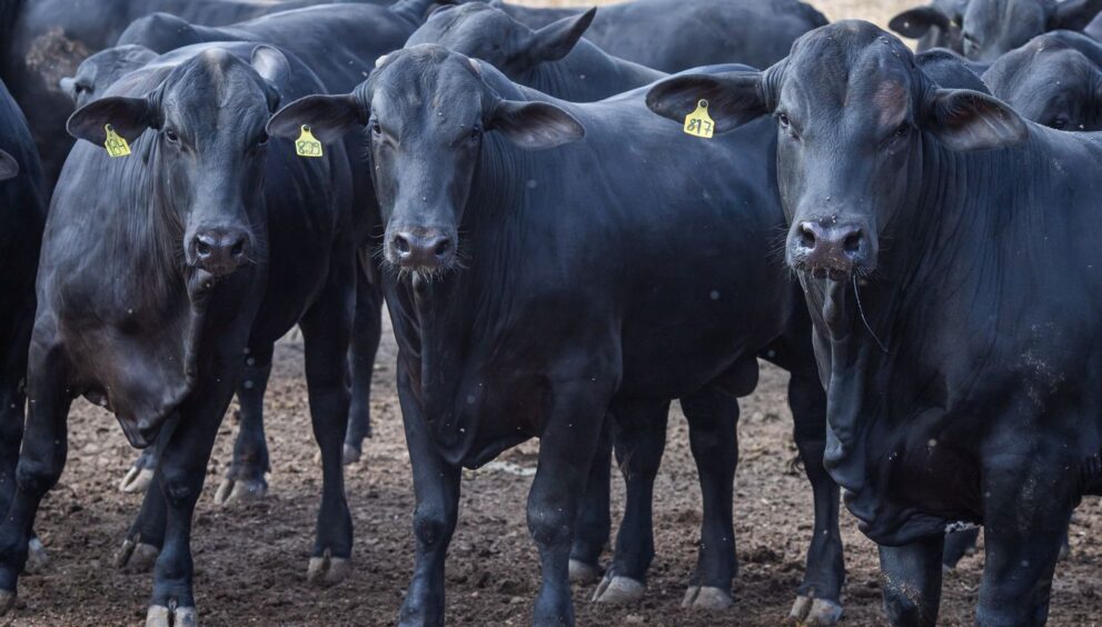 balanca-comercial:-exportacao-cresce-e-pais-tem-superavit-de-us$-7,7bi