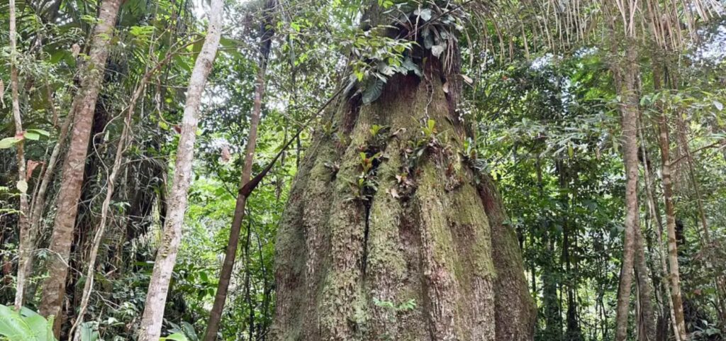 7-em-cada-10-parlamentares-eleitos-para-2027-tem-baixa-adesao-a-agenda-ambiental