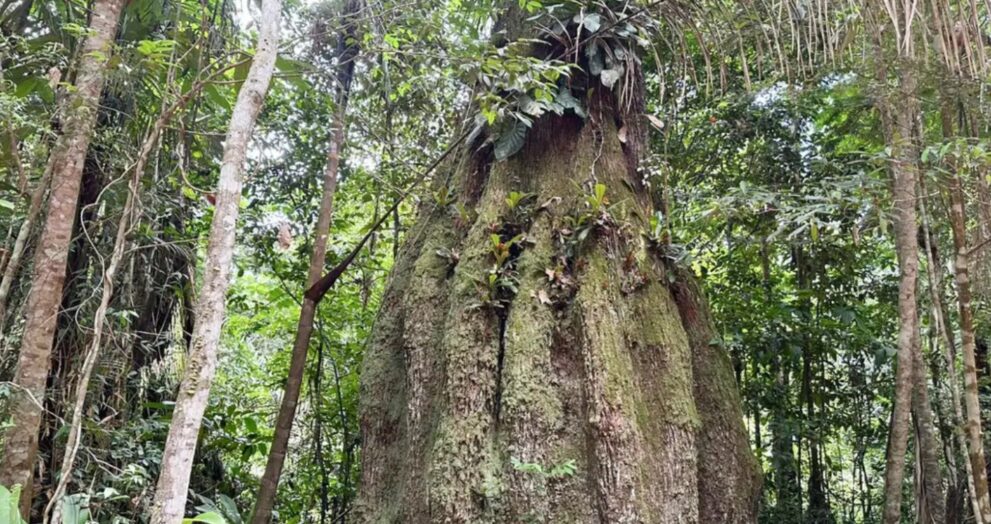 7-em-cada-10-parlamentares-eleitos-para-2027-tem-baixa-adesao-a-agenda-ambiental