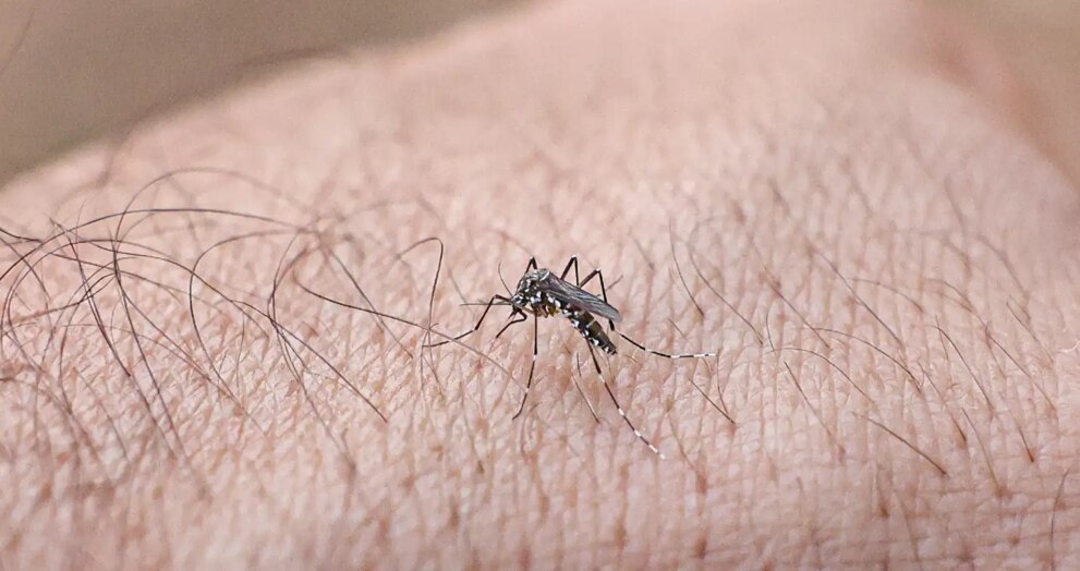 mosquito-da-dengue:-49,2%-dos-municipios-avaliados-estao-em-alerta