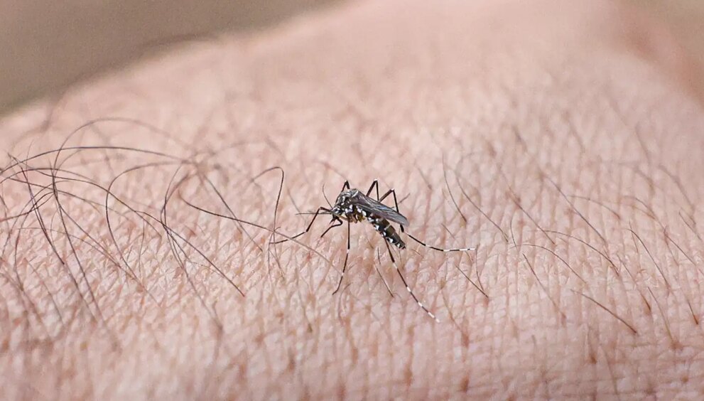 mosquito-da-dengue:-49,2%-dos-municipios-avaliados-estao-em-alerta