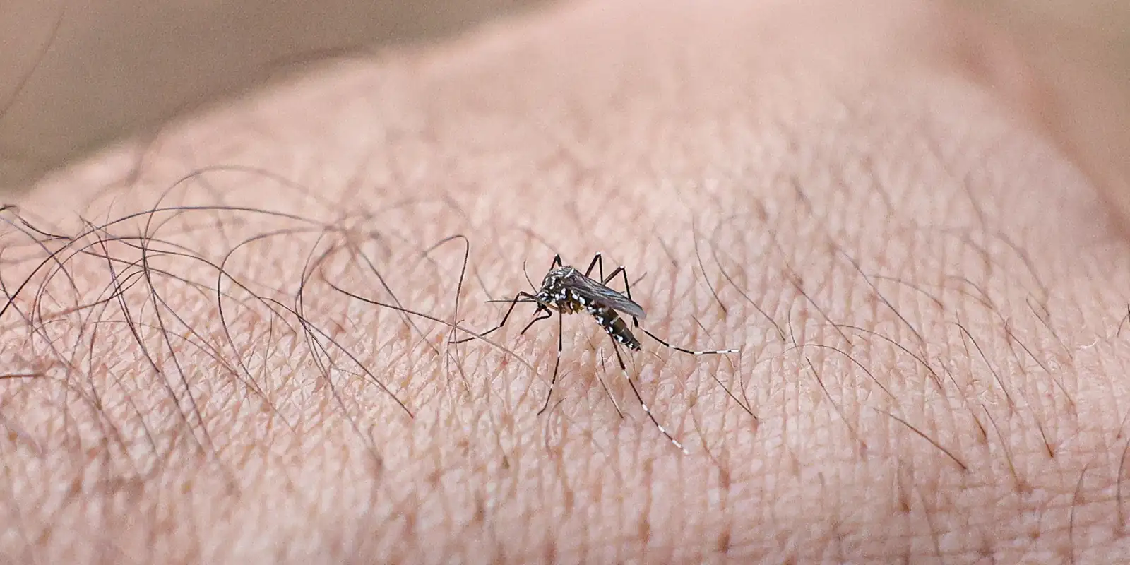 mosquito-da-dengue:-49,2%-dos-municipios-avaliados-estao-em-alerta