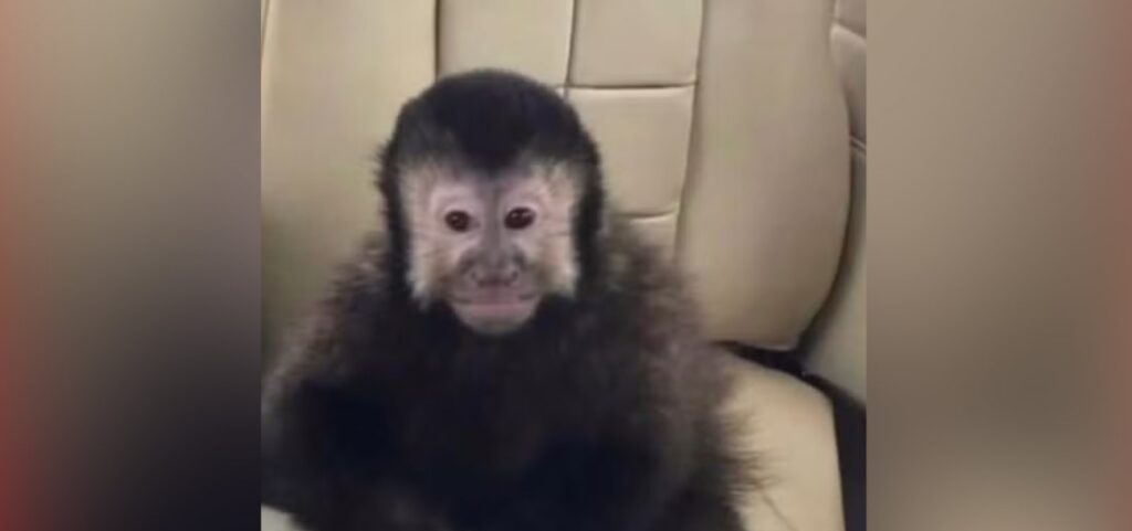 macaco-de-marcell-moraes-e-encontrado-morto-apos-invadir-condominio-de-luxo-em-salvador