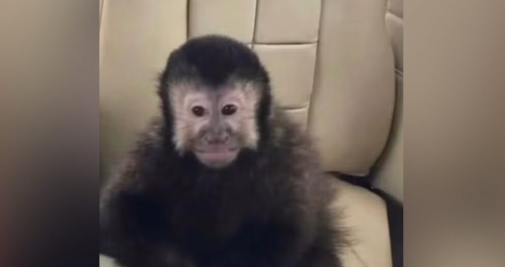 macaco-de-marcell-moraes-e-encontrado-morto-apos-invadir-condominio-de-luxo-em-salvador