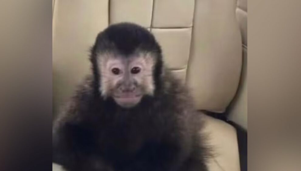 macaco-de-marcell-moraes-e-encontrado-morto-apos-invadir-condominio-de-luxo-em-salvador