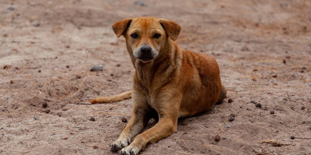 pesquisa-aponta-que-mais-de-80%-dos-tutores-adotaram-seus-pets