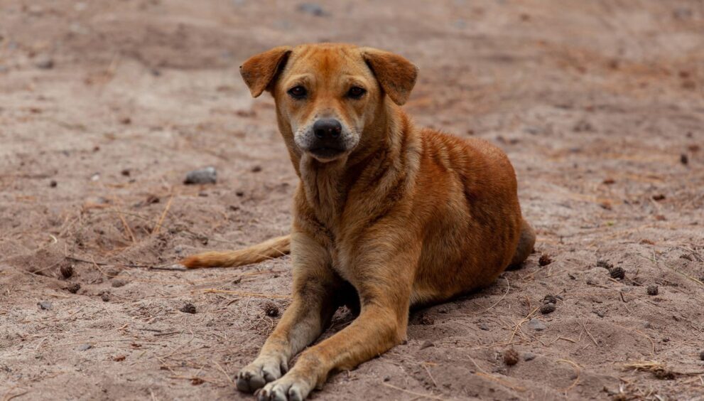 pesquisa-aponta-que-mais-de-80%-dos-tutores-adotaram-seus-pets