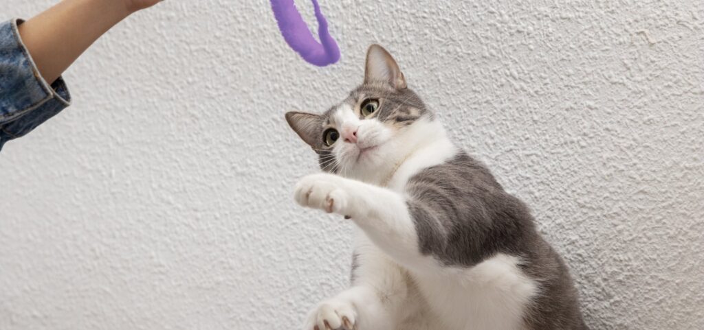salvador-oferece-castracao-gratuita-de-caes-e-gatos-na-avenida-paralela