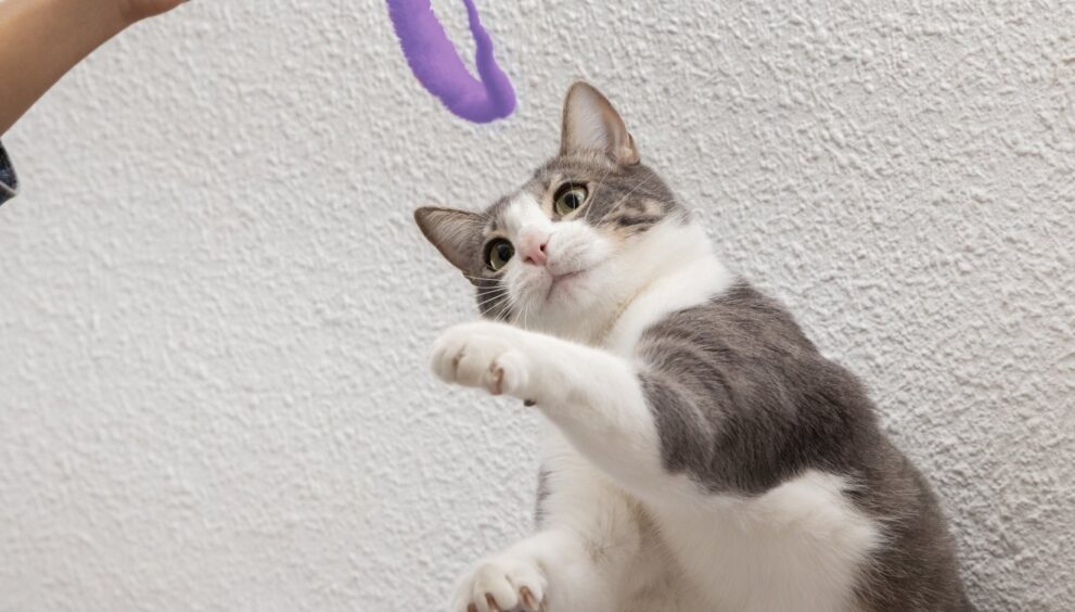 salvador-oferece-castracao-gratuita-de-caes-e-gatos-na-avenida-paralela