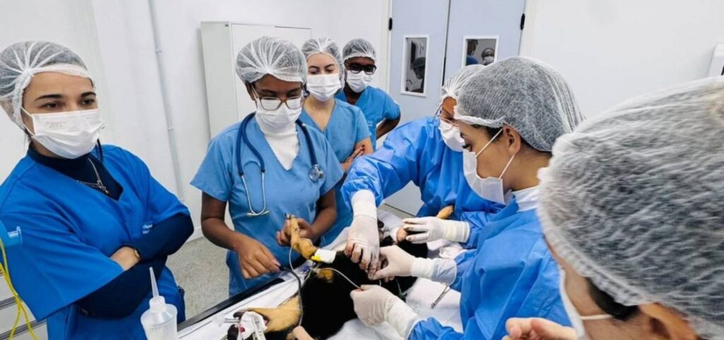 salvador-tera-avaliacao-gratuita-para-prevencao-ao-cancer-de-mama-em-pets