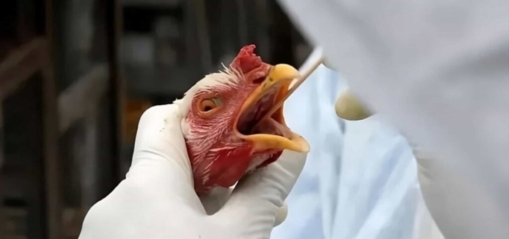 mexico-suspende-importacao-de-frango-brasileiro-apos-foco-de-doenca-em-santa-catarina