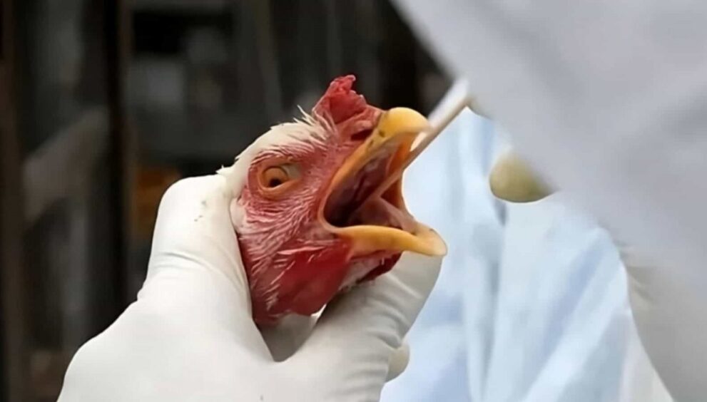mexico-suspende-importacao-de-frango-brasileiro-apos-foco-de-doenca-em-santa-catarina