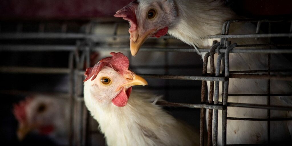 foco-da-doenca-de-newcastle-em-sc-prejudica-exportacoes-de-carne