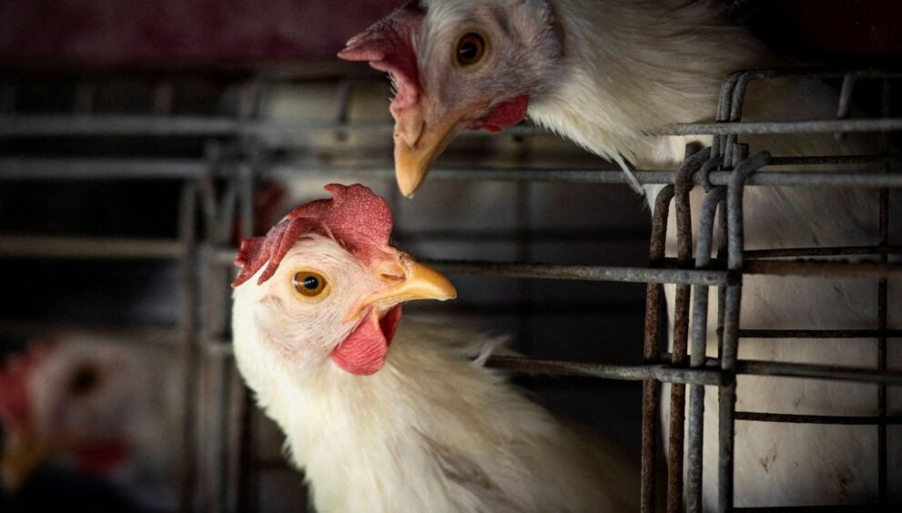foco-da-doenca-de-newcastle-em-sc-prejudica-exportacoes-de-carne