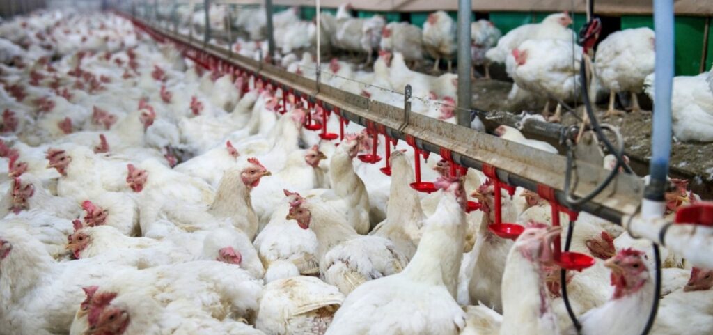 apos-o-mexico,-malasia-tambem-suspende-importacao-de-frango-de-todo-o-brasil