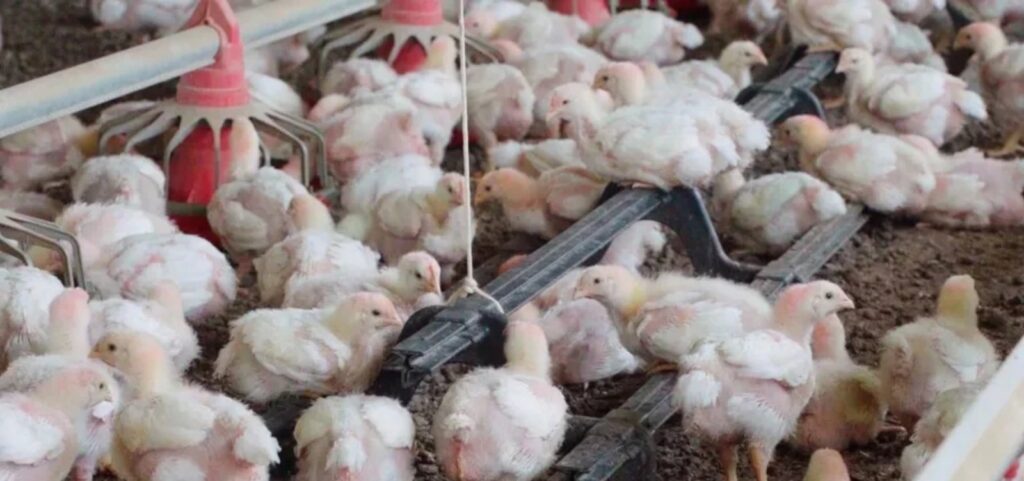 brasil-confirma-segundo-caso-de-newcastle-em-criacao-comercial-de-aves-em-santa-catarina